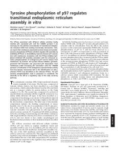 Tyrosine phosphorylation of p97 regulates transitional endoplasmic