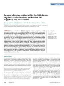 Tyrosine phosphorylation within the SH3 domain ... - CiteSeerX