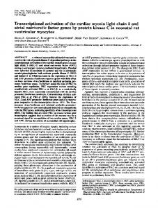 ventricular myocytes - Europe PMC