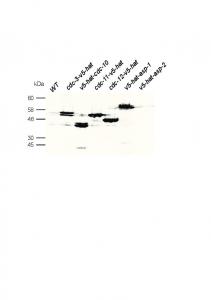 WCE WB fig copy - PLOS