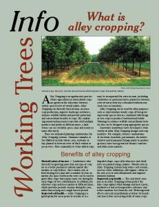 What is alley cropping?