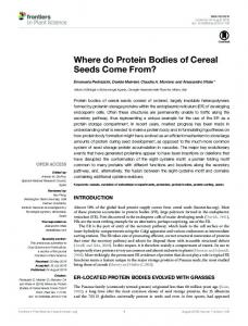 Where do Protein Bodies of Cereal Seeds Come From? - Frontiers