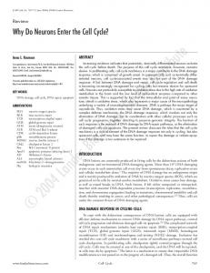 Why Do Neurons Enter the Cell Cycle?