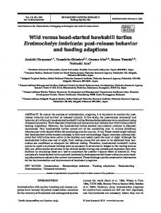 Wild versus head-started hawksbill turtles ... - Inter Research