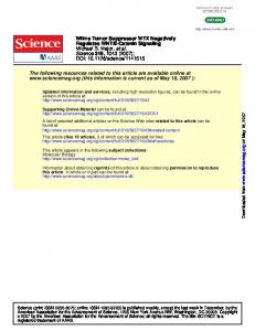 Wilms Tumor Suppressor WTX Negatively