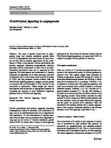 Wnt/Frizzled signaling in angiogenesis - Springer Link