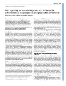 Wnt signaling - Development