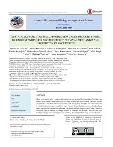 (Zea mays L.) PRODUCTION UNDER DROUGHT